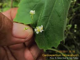 Image result for Platostoma coeruleum