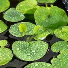 Image result for Limnobium