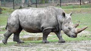 Rhino supports both 3d digitizing hardware and 3d scanned point cloud data. Rhino Population Rising But Still Under Threat Ngo