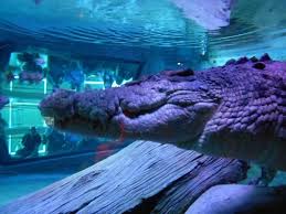 Pin On Reptile Delight