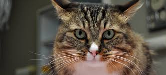 North boulder companion animal hospital. Boulder S Natural Animal Veterinary Hospital Pet Health And Healing