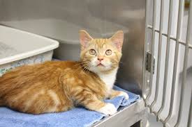 Here you will find a complete list of all the catteries we have located in massachusetts, as well as links to their website and any contact information that we have for them. Adorable Orange Tabby Kittens Available For Adoption At The Medfield Animal Shelter Medfield Ma Patch