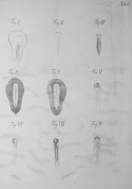 Carnegie Stages Of Development - Focus Dentistry