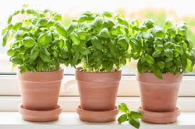 Satu lagi sukulen sebagai alternatif tanaman hias indoor yang cantik walaupun tidak besar, tanaman jade adalah tanaman hias yang identik dengan pembawa keberuntungan di dalam rumah. Pot Tanaman Hias Solusi Pembuatan Taman Dalam Rumah