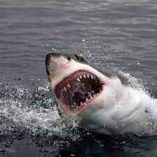 Proof Australia Has The World S Scariest Animals Far Wide