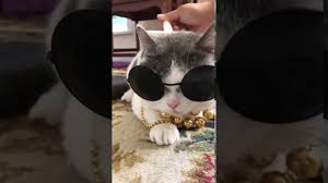 Cok Mu Kokos Eglenceli Videolar Kedi Videolari Youtube Videolar Kedi Youtube
