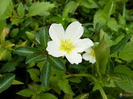 Image result for Ludwigia adscendens