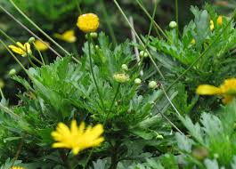 Image result for Euryops