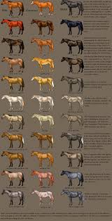 Horse Color Chart Horse Color Chart Horse Coloring Horse Coat Colors