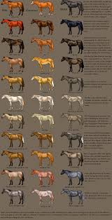 Buckskin colors range from very light to very dark bronze with black points. Horse Color Chart Horse Color Chart Horse Coloring Horse Coat Colors