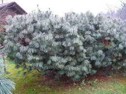 Pinus Pumila Poshuk Google Plants Conifers Garden Planning