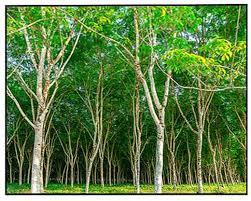 Image result for Hevea brasiliensis