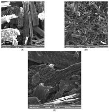 Image result for Xyris capensis