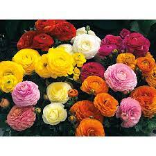 1 Pint Multicolor Persian Buttercup In Pot L17846 Lowes Com Persian Buttercup Flower Seeds Winter Plants