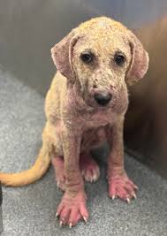 JUNIOR************* ALERT ******LOST DOG*****ALERT  *******ALERT**********ALERT******* My Baby Junior has been lost for about 4  months now from Haslet, TX. in the vicinity of Hicks Field Airport.  ***************JUNIOR************* Chihuahua Mix Male 18 ...