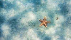 Starfish Wallpapers Pictures Images Tags:sea and ocean, seashell, starfish. starfish wallpapers pictures images