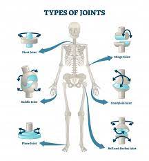Jaffery Physiotherapist Precise Rehab The Human Body Has Three Main Types Of Joints They Re Categorized By The Movement They Allow Synarthroses Immovable These Are Fixed Or Fibrous Joints They Re Defined