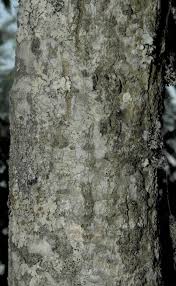 Image result for Entada abyssinica