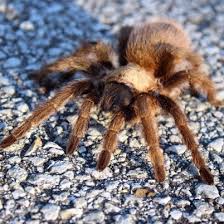 common spiders of missouri identification benefits and