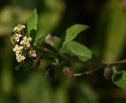 Image result for Lippia javanica
