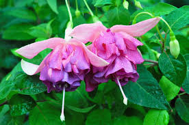 Pin Ot Polzovatelya Fuksii V Ukraine Na Doske Http Fuchsia Com Ua S Izobrazheniyami