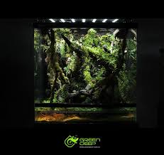 60x40x60全水绿树缸 大前门 daqianmen的日志 网易博客 frog terrarium reptile tank tree frogs