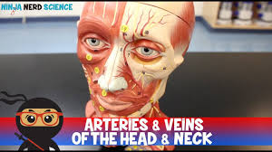 Related posts of anatomy of major veins and arteries. Circulatory System Arteries Veins Of The Head Neck Head Model Youtube