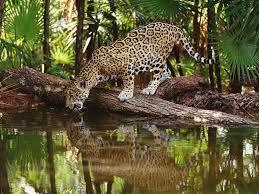 African Jaguar Watering In Jungle Rainforest Animals Jaguar Animal Wild Animal Wallpaper