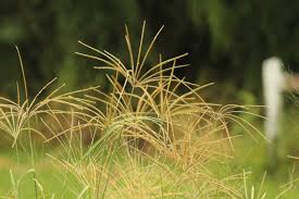 Image result for Chloris gayana