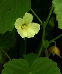 Image result for Pavonia burchellii