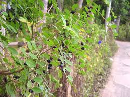 Image result for Phyllanthus udoricola