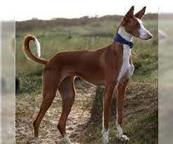 Review how much ibizan hound puppies for sale sell for below. Ibizan Hound Dogs For Adoption In Usa Page 1 10 Per Page Puppyfinder Com