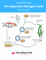 Aquarium Nitrogen Cycle Nitrogen Cycle Nitrogen Cycle