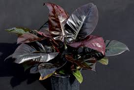 Maybe you would like to learn more about one of these? Jenis Philodendron Termahal Di 2020 Ada Yang Merambat