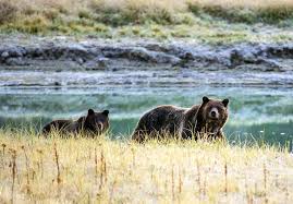 Back in the days before dvr and netflix, watching television was more of a family affair. The Controversial Science Behind The Yellowstone Grizzly Losing Esa Protection Wired