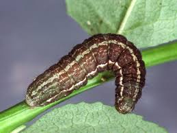 Image result for Syngrapha hochenwarthi