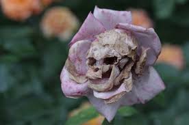 Maybe the symbolism is in the scent of the flower and the sign from spirit is in the form of a floral perfume. Are Flowers Harmful To Sick People Thesnipesblog