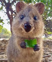 Le Quokka Setonix Brachyurus Est Un Petit Marsupial De La Famille Des Macropodides Comme Le Kangourou Ou Le Wal Happy Animals Quokka Animal Cute Baby Animals