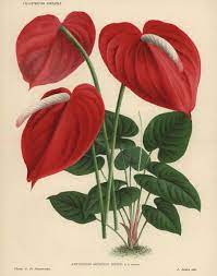 Print Of Scarlet Flamingo Flower Or Anthurium Lily Antique Botanical Print Botanical Prints Flamingo Flower
