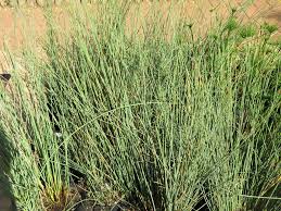 Image result for Juncus lomatophyllus