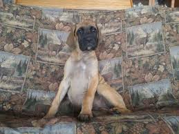 Minimum of 4 dogs earning titles. Adorable Daniff English Mastiff Great Dane Puppies 2 Females Left For Sale In Evart Michigan Classified Americanlisted Com