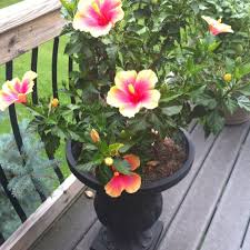 Hibiscus Garden Pinterest Hibiscus Garden Hibiscus Pinterest Garden