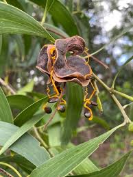 Image result for Acacia auriculiformis