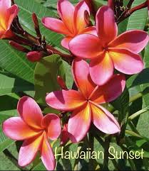 Pin By Deb Vail On Pickering Brook Frangipanis In 2020 Flower Garden Plants Frangipani Hawaiian Sunset