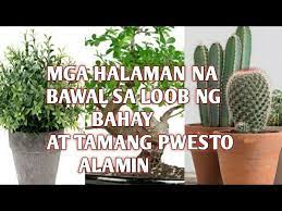 Abangan ang aksyon sa alisto kasama si igan. Alamin Mga Halaman Na Bawal Sa Loob Ng Bahay Halaman Na Malas Sa Loob Ng Bahay Youtube