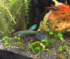 This is my first wild bettas. Wild Type Betta Smaragdina Album On Imgur