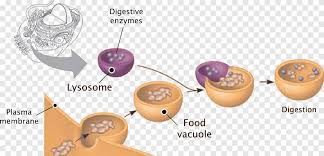 We did not find results for: Lysosome Plant Cell Peroxisome Vesicle Biology Cell Png Pngegg