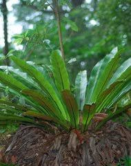 Image result for Vittaria reekmansii