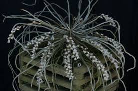 Image result for Microcoelia stolzii