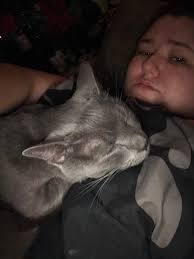 How to find a lost cat in Ontario County, New York?